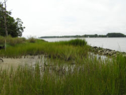 Marsh Toe with Recovery